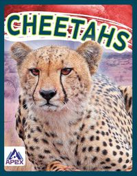 Cover image for Wild Cats: Cheetahs