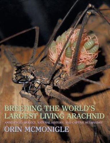 Cover image for Breeding the World's Largest Living Arachnid: Amblypygid (Whipspider) Biology, Natural History, and Captive Husbandry