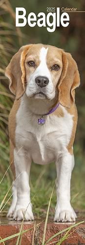 Cover image for Beagle Slim 2025 Wall Calendar Dog Breed Slimline Calendar - 12 Month