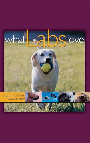 Cover image for What Labs Love