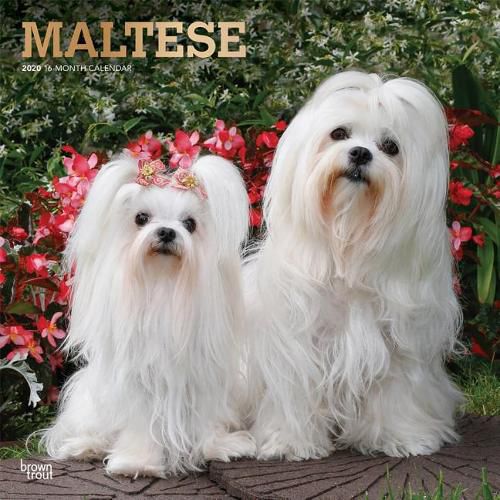 Maltese 2020 Square Wall Calendar