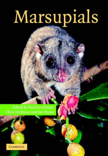 Cover image for Marsupials