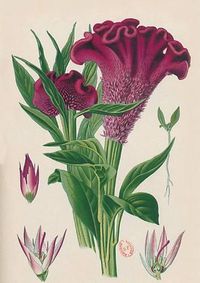 Cover image for Carnet Blanc, Celosia Cristata, Dessin 19e Siecle