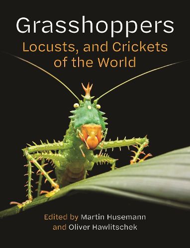 Cover image for Grasshoppers, Locusts, and Crickets of the World