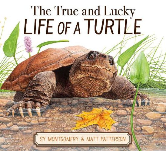 Cover image for The True and Lucky Life of a Turtle