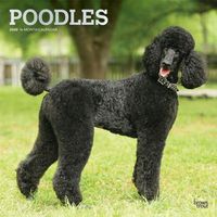 Cover image for Poodles 2020 Square Wall Calendar