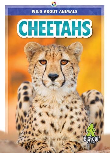 Cover image for Cheetahs