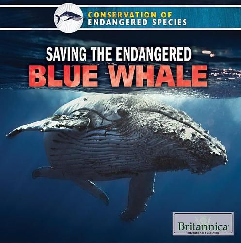 Cover image for Saving the Endangered Blue Whale