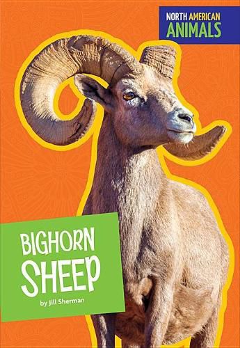 Bighorn Sheep