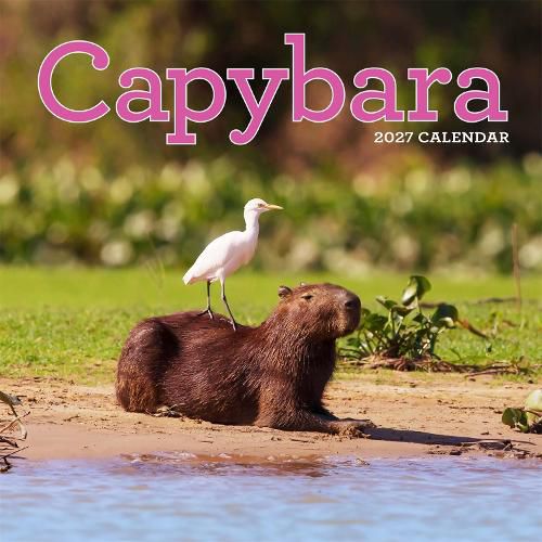 Cover image for Capybara Wall Calendar 2027