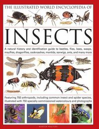 Cover image for The Illustrated World Encyclopaedia of Insects: A Natural History and Identification Guide to Beetles, Flies, Bees Wasps, Springtails, Mayflies, Stoneflies, Dragonflies, Damselflies, Cockroaches, Mantids, Earwigs ... and Many More