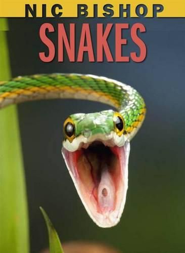 Cover image for Nic Bishop: Snakes