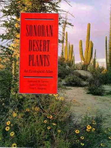 SONORAN DESERT PLANTS