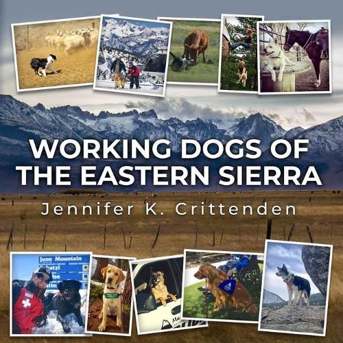 Cover image for Working Dogs of the Eastern Sierra