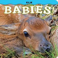 Cover image for Elk Babies!