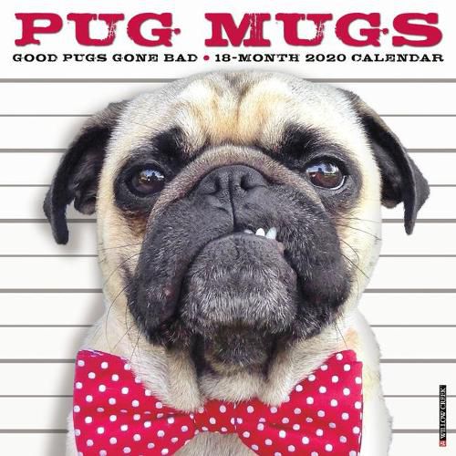 Cover image for Pug Mugs 2020 Wall Calendar