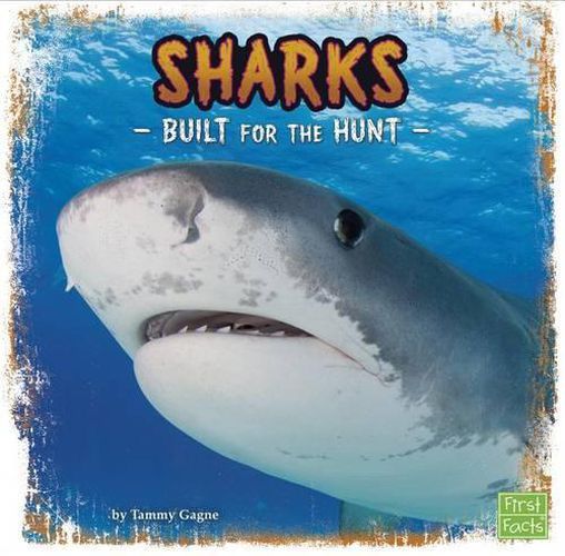 Sharks: Built for the Hunt