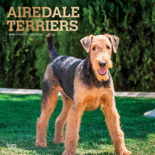 Airedale Terriers 2020 Square Wall Calendar