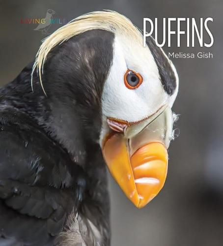 Cover image for Puffins