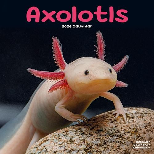 Cover image for Axolotls Calendar 2026 Square Animal Wall Calendar - 16 Month