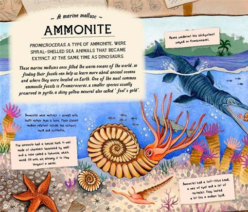 The Fossil Keeper's Treasure