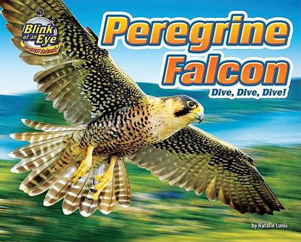 Peregrine Falcon: Dive, Dive, Dive!