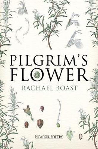 Cover image for Pilgrim's Flower