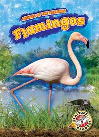 Cover image for Flamingos