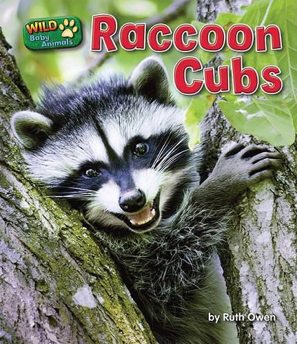 Cover image for Raccoon Cubs