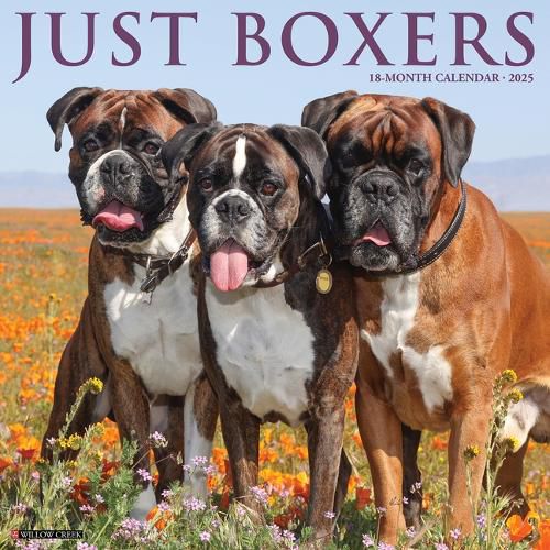 Cover image for Boxers 2026 12 X 12 Wall Calendar