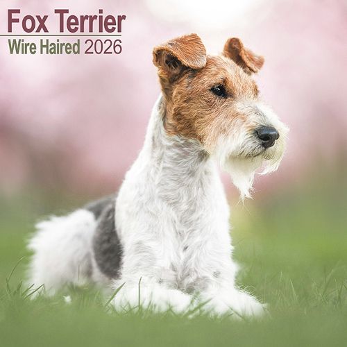 Cover image for Fox Terrier Wirehaired Calendar 2026 Square Dog Breed Wall Calendar - 16 Month