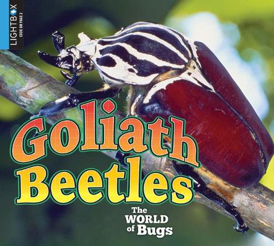 Goliath Beetles