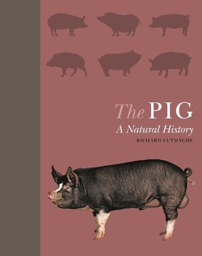 Cover image for The Pig: A Natural History