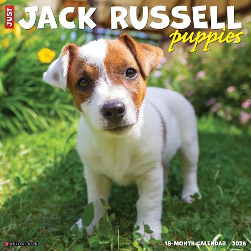 Cover image for Jack Russell Puppies 2026 12 X 12 Wall Calendar