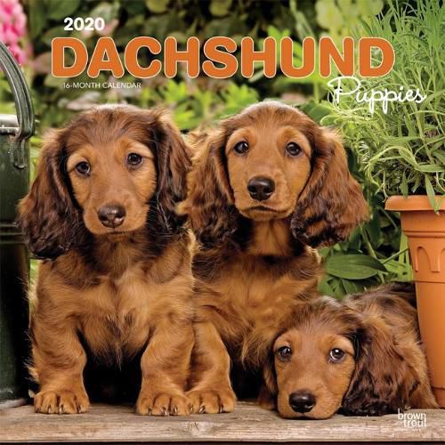 Dachshund Puppies 2020 Square Wall Calendar