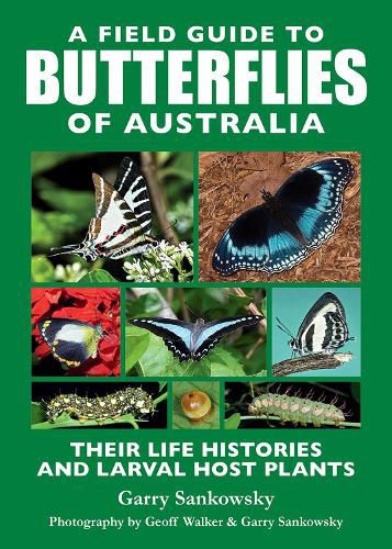 A Field Guide to Butterflies of Australia