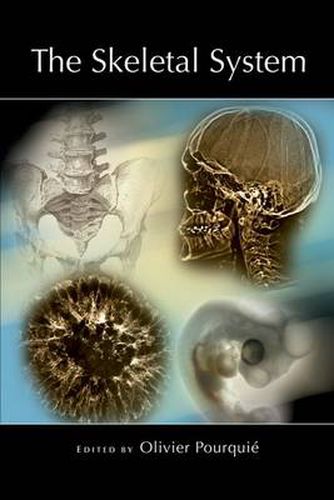 Cover image for The Skeletal System