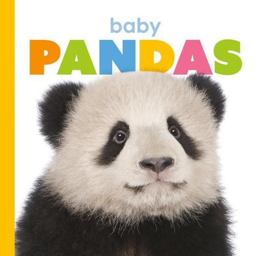 Cover image for Baby Pandas