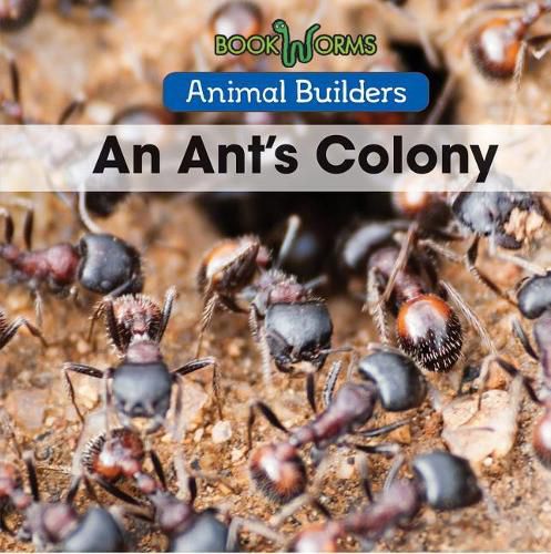 An Ant's Colony