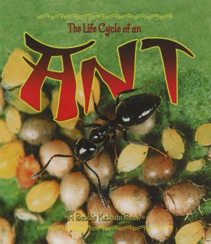 The Life Cycle of the Ant