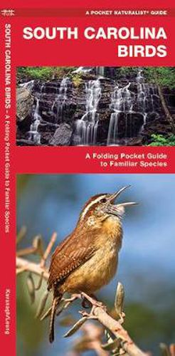 Cover image for South Carolina Birds: A Folding Pocket Guide to Familiar Species