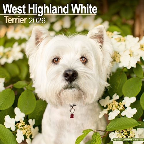 Cover image for West Highland White Terrier Calendar 2026 Square Dog Breed Wall Calendar - 16 Month