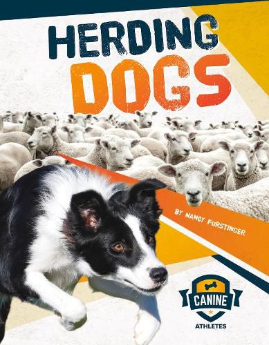 Canine Athletes: Herding Dogs