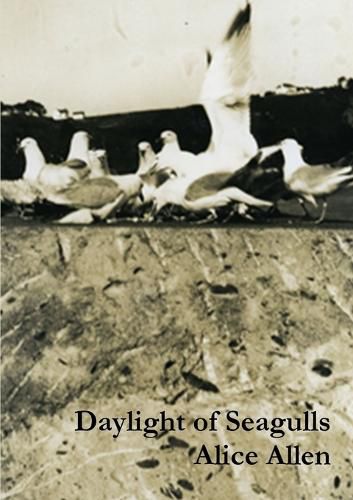 Cover image for Daylight of Seagulls