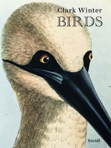 Cover image for Birds