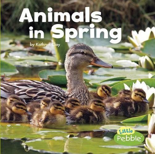 Cover image for Animals in Spring