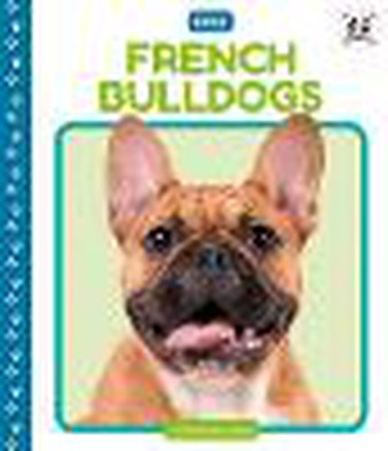 French Bulldogs