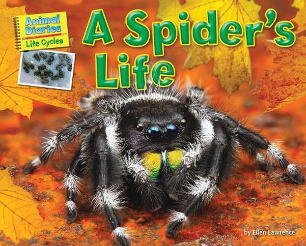 Cover image for A Spider's Life