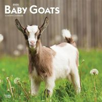 Cover image for Baby Goats 2020 Square Wall Calendar