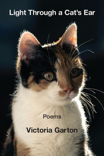 Cover image for Light Through a Cat's Ear